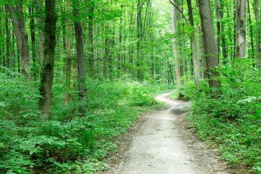 Orman ağaçları. doğa yeşil ahşap güneş ışığı arka planı