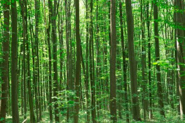 Orman ağaçları. doğa yeşil ahşap güneş ışığı arka planı