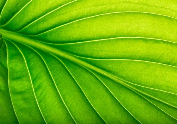 Textura Zeleného Listu Jako Pozadí — Stock fotografie