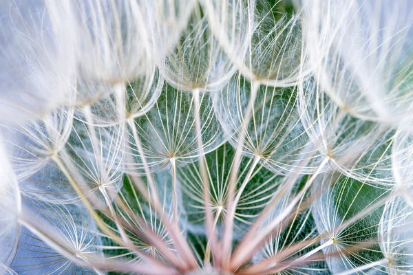 Semillas Diente León Fondo Verde —  Fotos de Stock