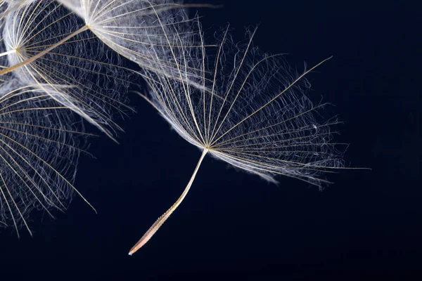 Semilla Diente León Aislada Sobre Fondo Negro —  Fotos de Stock