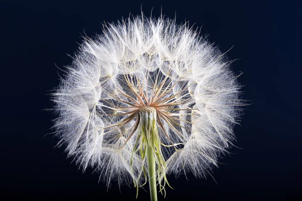 Löwenzahnsamen Isoliert Auf Einem Schwarzen — Stockfoto