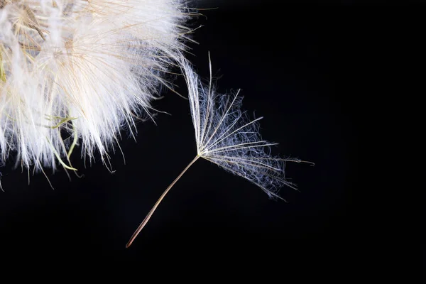 Maskros Utsäde Svart Närbild Naturen — Stockfoto