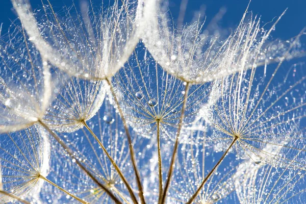 Dente Leone Con Semi Che Soffiano Nel Cielo Blu — Foto Stock