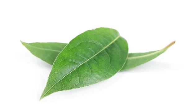 Bay Leaves Isolated White Background — Stock Photo, Image