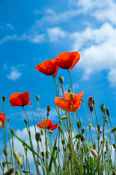 summer poppy flowers under blue sky and sunlight