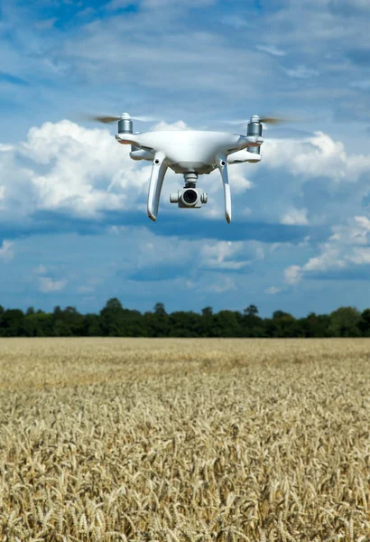 Flying Drone Wheat Field — Stock Photo, Image
