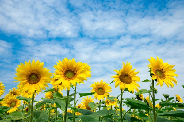 Sonnenblumenfeld Mit Wolkenlosem Blauem Himmel — Stockfoto