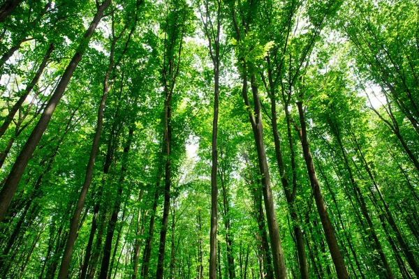 森の木 緑の木漏れ日の背景 — ストック写真