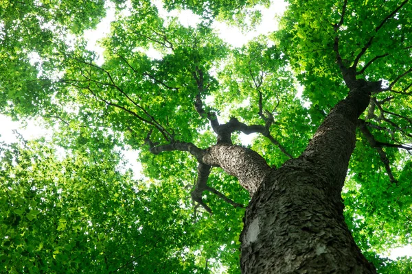 Orman ağaçları. doğa yeşil ahşap güneş ışığı arka planı