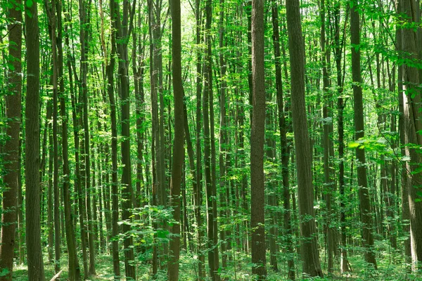 Orman ağaçları. doğa yeşil ahşap güneş ışığı arka planı