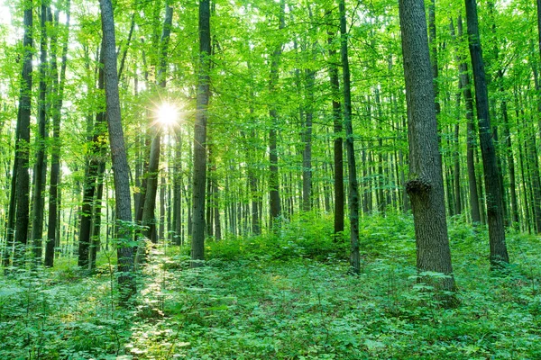 Bosbomen Natuur Groen Hout Zonlicht Achtergronden — Stockfoto