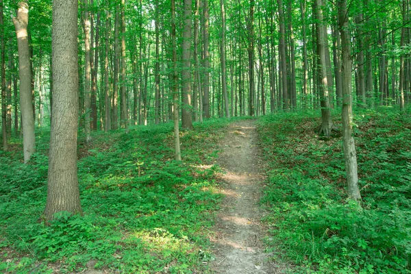 Orman ağaçları. doğa yeşil ahşap güneş ışığı arka planı