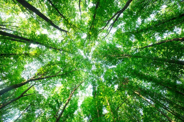 Copaci Pădure Natura Verde Lemn Lumina Soarelui Fundaluri — Fotografie, imagine de stoc