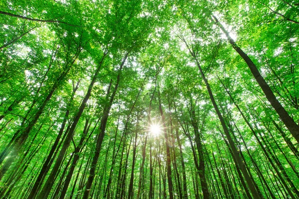 Orman ağaçları. doğa yeşil ahşap güneş ışığı arka planı