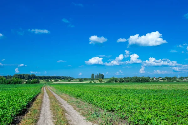 Campo Verde Céu Azul — Fotografia de Stock