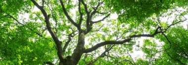 Orman ağaçları. doğa yeşil ahşap güneş ışığı arka planı