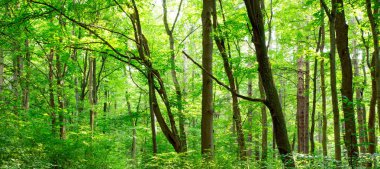 Orman ağaçları. doğa yeşil ahşap güneş ışığı arka planı