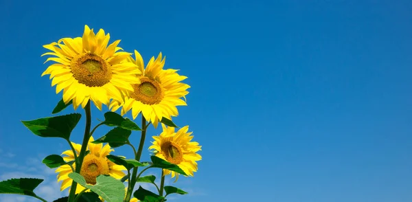 Zonnebloemen Veld Met Bewolkte Blauwe Hemel — Stockfoto