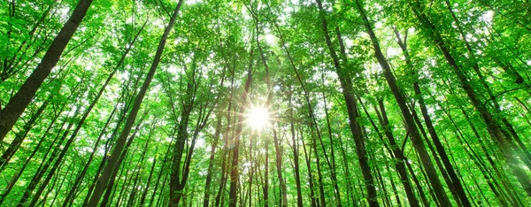 Alberi Della Foresta Natura Verde Legno Luce Del Sole Sfondi — Foto Stock