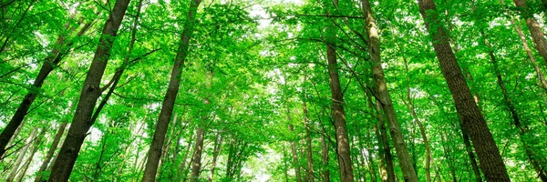 Bosbomen Natuur Groen Hout Zonlicht Achtergronden — Stockfoto