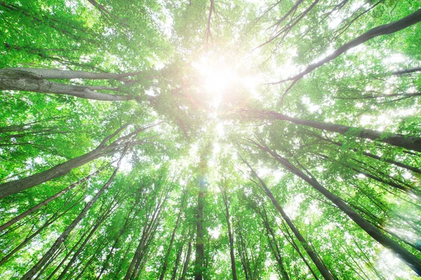 Alberi Della Foresta Natura Verde Legno Luce Del Sole Sfondi — Foto Stock