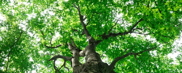 Forest Trees Nature Green Wood Sunlight Backgrounds — Stock Photo, Image