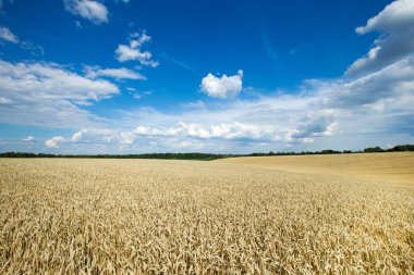 Altın buğday tarlası ve güneşli gün