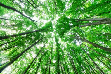 Orman ağaçları. doğa yeşil ahşap güneş ışığı arka planı