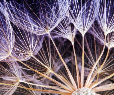 Güzel bir arka plan üzerinde Çiy damlaları karahindiba tohumları. 