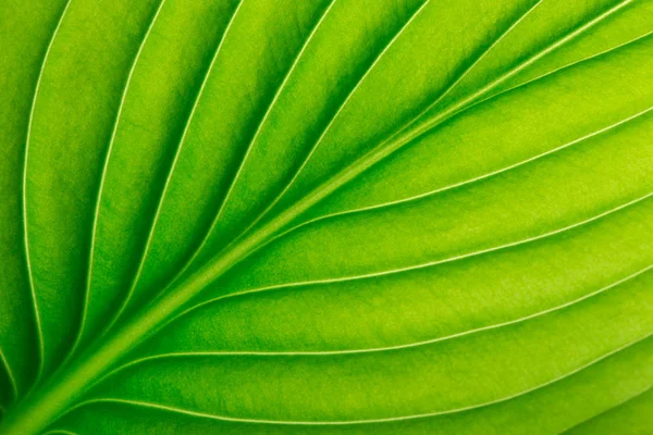 Textuur Van Het Oppervlak Van Een Groene Blad Als Achtergrond — Stockfoto