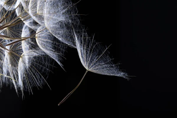 Dandelion Semente Clara Preto Macro Natureza — Fotografia de Stock