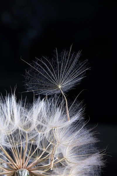 Semilla Ligera Diente León Aislada Sobre Fondo Negro —  Fotos de Stock