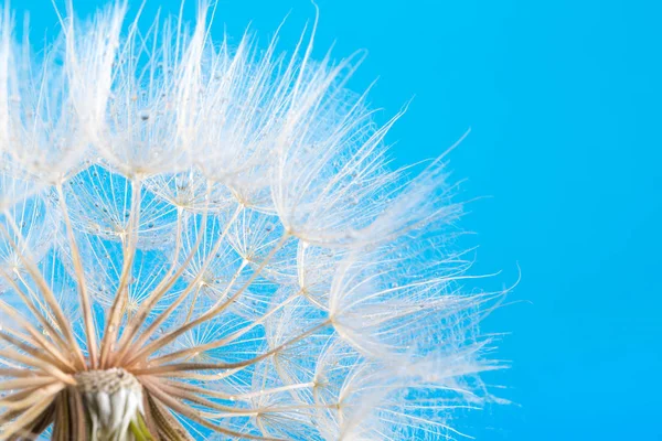 Semillas Diente León Cerca Soplando Fondo Azul — Foto de Stock