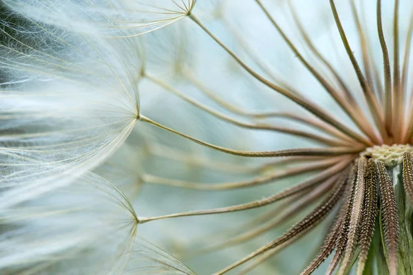 Maskros Utsäde Bakgrund Utsäde Makro Närbild Våren Natur — Stockfoto