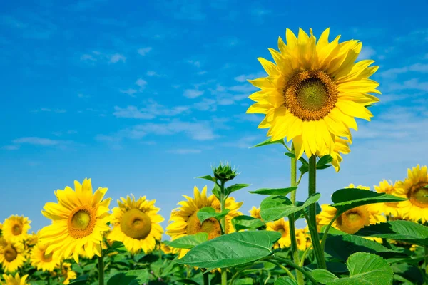 Zonnebloemenveld Met Bewolkte Blauwe Lucht — Stockfoto