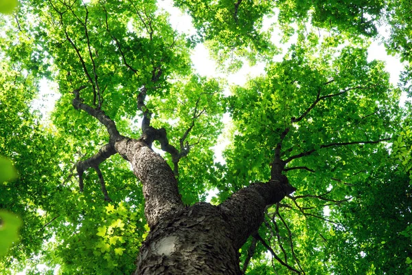 Alberi Della Foresta Natura Verde Legno Luce Del Sole Sfondi — Foto Stock