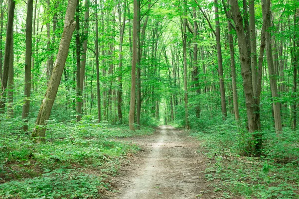 Orman ağaçları. doğa yeşil ahşap güneş ışığı arka planı