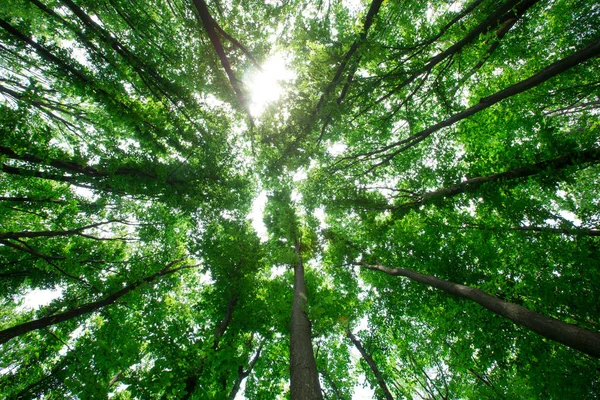 Skogsträd Natur Grönt Trä Solljus Bakgrunder — Stockfoto