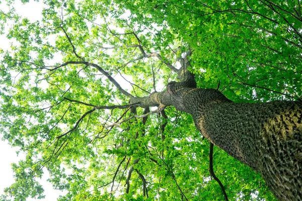 Orman ağaçları. doğa yeşil ahşap güneş ışığı arka planı