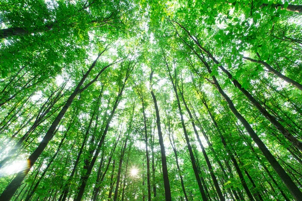 Leśne Drzewa Natura Zielone Drewno Sunlight Tła — Zdjęcie stockowe