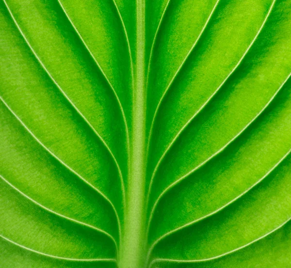 Arka plan olarak bir yaprak yeşil yüzey dokusu