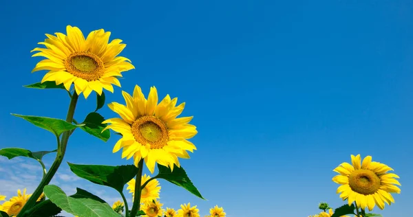 Champ Tournesol Avec Ciel Bleu Nuageux — Photo