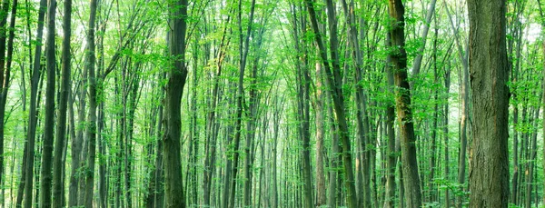 Leśne Drzewa Natura Zielone Drewno Sunlight Tła — Zdjęcie stockowe