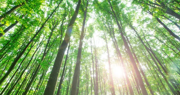 Leśne Drzewa Natura Zielone Drewno Sunlight Tła — Zdjęcie stockowe