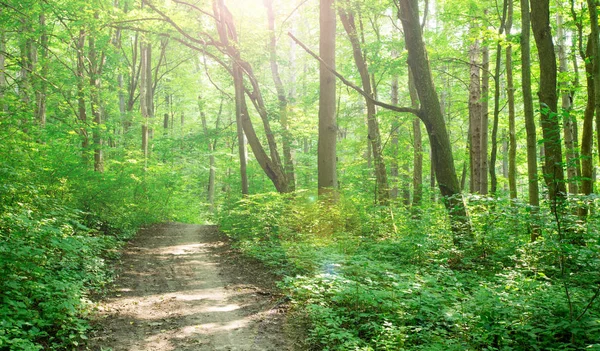 Orman ağaçları. doğa yeşil ahşap güneş ışığı arka planı