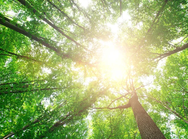 Orman ağaçları. doğa yeşil ahşap güneş ışığı arka planı