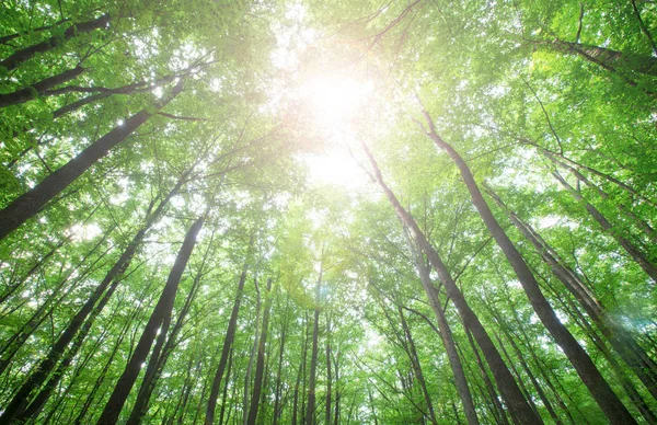 Alberi Della Foresta Natura Verde Legno Luce Del Sole Sfondi — Foto Stock