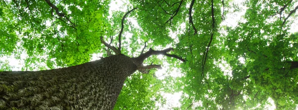 森林树 自然绿木阳光背景 — 图库照片