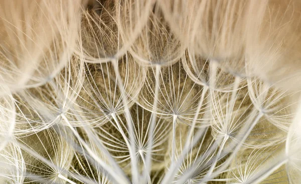 Fundo Semente Dente Leão Fechamento Macro Sementes Natureza Primavera — Fotografia de Stock